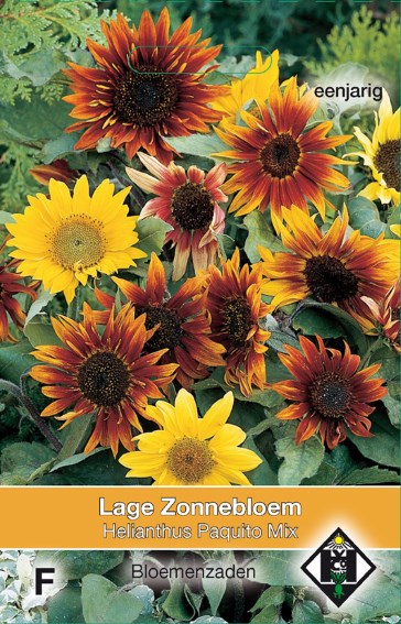 Sunflower Topolino (Helianthus) 35 seeds HE